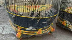 SANGKAR MAHKOTA KAYU KAIN MODEL JAMBU TERBAIK - KANDANG PERKUTUT KUALITAS SUPER