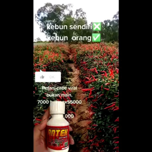 PUPUK ANTECK ANTI PATEK ANTI KERITING DAUN BERGARANSI