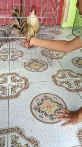 tanggaran/kurungan ayam kate ukuran 50x50x50