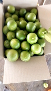 มะนาวสดลูกเกตุA1กก.30บ.