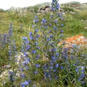 (KEMASAN PREMIUM) BIJI | BENIH BUNGA ECHIUM VULGARE BLUE