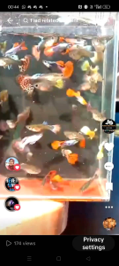 guppy murah Dan cantik 1 PCs perpack