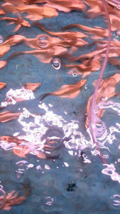 Panda Mayan Butterfly Koi/Ornamental fish/Freshwater/Readystock