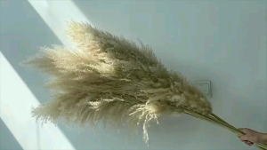 25 Batang Pampas Bulu Halus