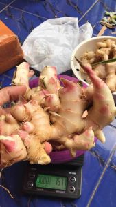 Jahe Gajah Segar / Jahe Gajah Bersih Fresh