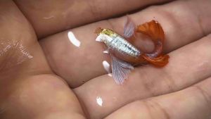 [NEW STRAIN 2025] 🔥Albino Platinum Dumbo Guppy- 白子白金大耳「孔雀鱼」 AquaX - Live Fish With D.O.A. *Ship West & East Malaysia* ~Farm Direct Sell