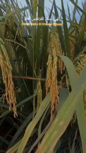 Benih Padi HMS 700 ORIGINAL 1kg