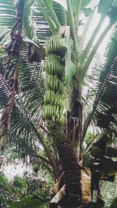 Bibit pisang penjalin atau pisang Rotan siap tanam - Lazada