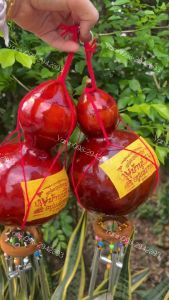 โมบายกระดิ่งลม น้ำเต้าแดงโมบายมงคล ธรรมชาติ100% เรียกทรัพย์ ฮวงจุ้ย