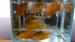 Hiasan Aquarium Sepat Bangkok isi 10