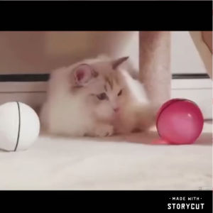 [READY STOCK] Rotating Cat Ball USB Rechargeable LED Light Pet Ball | Bola Kuching Mainan | 充电猫球 自动旋转猫球 猫玩具