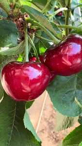 pupuk pelebat buah cerypupuk pelebat buah pupuk organik pelebat buah