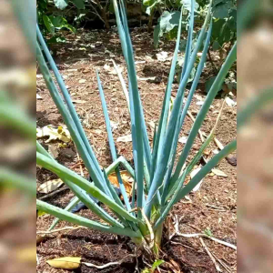 25 BIJI BENIH DAUN BAWANG TOKYO LONG BUNCHING