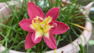 013.หัวดอกบัวดิน รุ่งศิลา หัวละ 40 บาท ดอกหอม