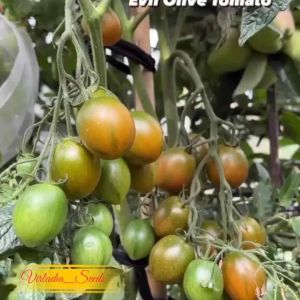 [Virladia Seeds] Biji Benih tanaman Tomat Evil Olive