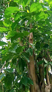 BUAH MENGKUDU SEGAR 1KG ASLI MATENG