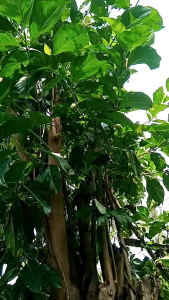 PROMO 1KG BUAH MENGKUDU SEGAR ASLI MATENG  ASLI SEGER OBAT HERBAL TRADISIONAL SUDAH TERBUKTI