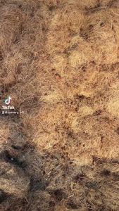 ใยมะพร้าว น้ำหนัก 1กิโลกรัม วัสดุคุ้มหน้าดิน ทำหลักไม้เลือย รองก้นกระถาง จัดสวน หรือทำรังนก