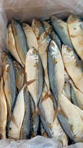 Grosir SUPER MURAH!!! Ikan Peda Putih Asin & Ikan Asin Kembung 1kg
