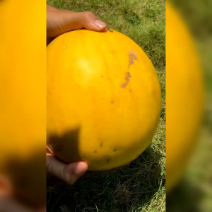 BENIH SEMANGKA KUNING DAGING MERAH (KEMASAN ORIGINAL)