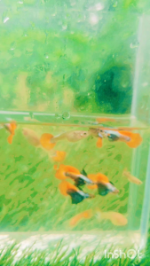Dumbo Big Ear Red Tail Guppy (Kupu2 Air)