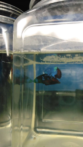 (Same as photo) Abatar Huk Betta Fish Size M Ikan Laga Show Gred