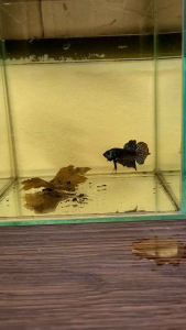 Wild Alien Betta (Silver)