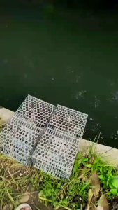 Perangkap Tikus Massal Jumbo: Cara Menggunakan Perangkap Tikus Ramah Lingkungan