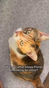 1.5kg Bellifull Cat Kibbles. Cod and Chicken Kibbles. Grain Free slow baked kibbles