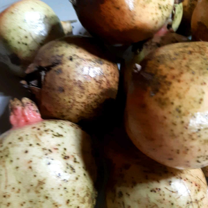 BUAH DELIMA MERAHPUTIH ASLI / BUAH DELIMA SEGAR / BUAH DELIMA