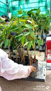 ต้นทุเรียนหมอนทอง 3 ราก 80 ซม, รากเสริมรากขนาด 80 ซม