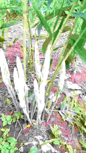 ต้นพันธุ์ขิงกระต่าย หรือต้นอีหม่น(ภาษาอีสาน) ชุด 6 ต้น