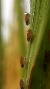 INSEKTISIDA VERINA PEMBASMI HAMA (WERENG WALANG SANGIT TUNGAU SUNDEP ULAT DLL).