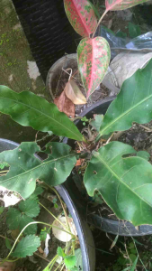 anturium gelombang cinta😍