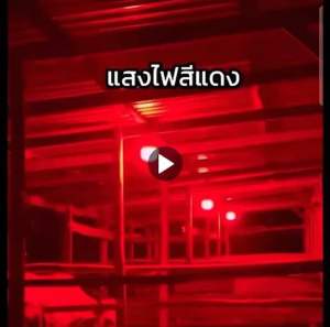หลอดไฟledแสงสีแดงไล่ยุงและแมลงพร้อมขั่วสายยาว5เมตร  มีมอก.PAE-8085W หลอดไฟไล่ยุง ไล่แมลง 85W พัสดุกันน้ำ ไร้สารเคมี