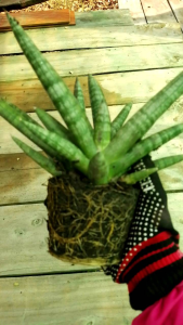 บอลเซล งาช้างแคระ ไม้ฟอกอากาศ 1ชุด 3 ต้น