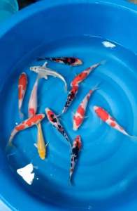 SUPER PREMIUM HIGH GRADE 5/6”10pcs COMBO at 1588 + shipping 80 ( 2 box )  with free items ( see inside our descriptions )