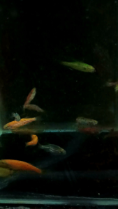 danio zebra ukuran XL(dewasa) harga Rp 18.000untuk 6 ekor.warna mix( tergantung stok yang ada)