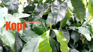 Bibit Kopi Arabika Java Prianger yang mendunia jaman penjajahan Belanda (1 paket 5 bibit )