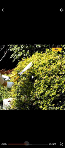 Gunting rumput murah stainless steel/High quality grass cutter(ready stock)