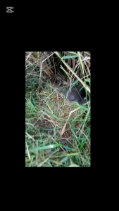 💥บ่วงดักหนู ลวดสลิงยาว 35 ซม.(1ชุด10ชิ้น) ใช้ลวดสลิง0.6มม.ไม้หลักยาว 60 ซม.ลวดถัก7เส้นเหนียวทนทาน #พร้อมใช้งาน กับดักหนู บ่วงซิ่ง