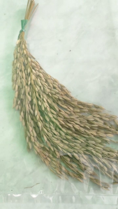 padi lokal ladang kering per ikat