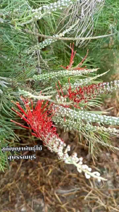 สนเกรวิลเลีย สีแดงเม่น