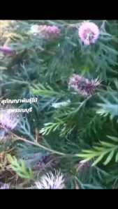 สนเกรวิลเลียม่วงแคระ ไซส์ใหญ่ กระถาง12"