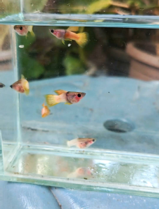 Yellow Pingu Shortbody Glassbelly Guppy 1 Pair