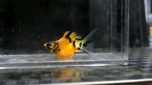 Red Lyretail Head Balloon Molly Fish(Female) 红头短身气球茉莉鱼(母)❗️(Not random fish)❗️Fish same as order❗️38