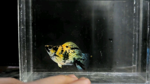 Trico Red Head Balloon Molly Fish(Male) 红头短身气球茉莉鱼(公)❗️(Not random fish)❗️Fish same as order❗️38