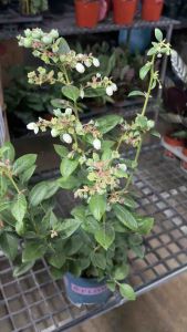 #หวานฉ่ำอมเปรี้ยวเล็กน้อย #หวานฉ่ําอมเปรี้ยวเล็กน้อย #ต้นสวย #Blueberr #บลูเบอร์รี่พันธุ์ใหญ่