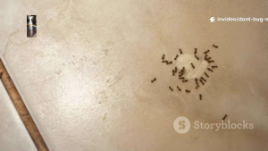 Dont Bug Me