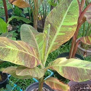 ลายไหมทองวากิว